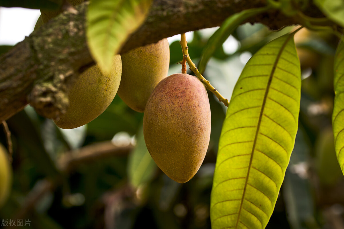 海南当地芒果批发价,海南省三亚市芒果价格今日行情