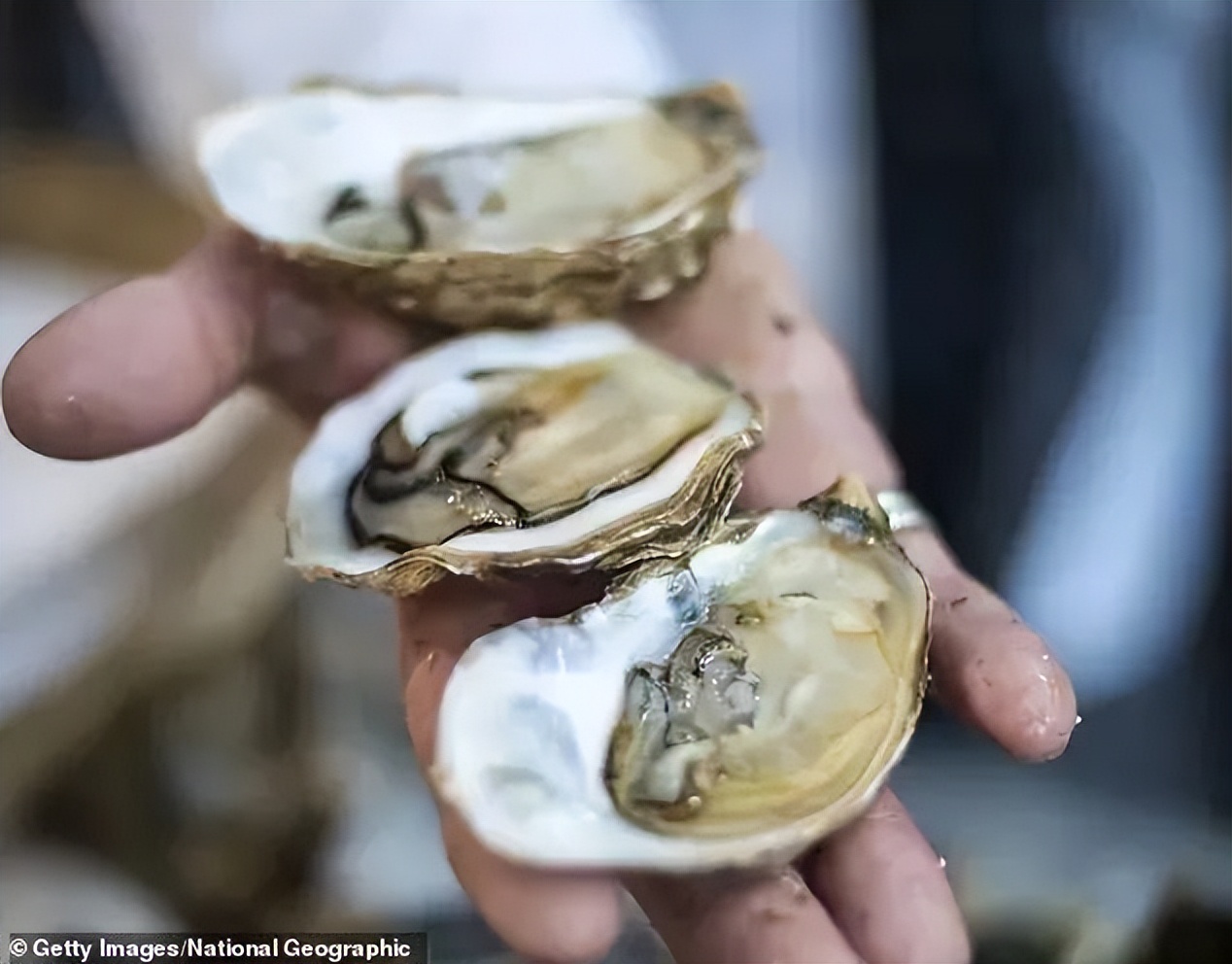 澳洲海鲜干货大全,澳洲精品海鲜