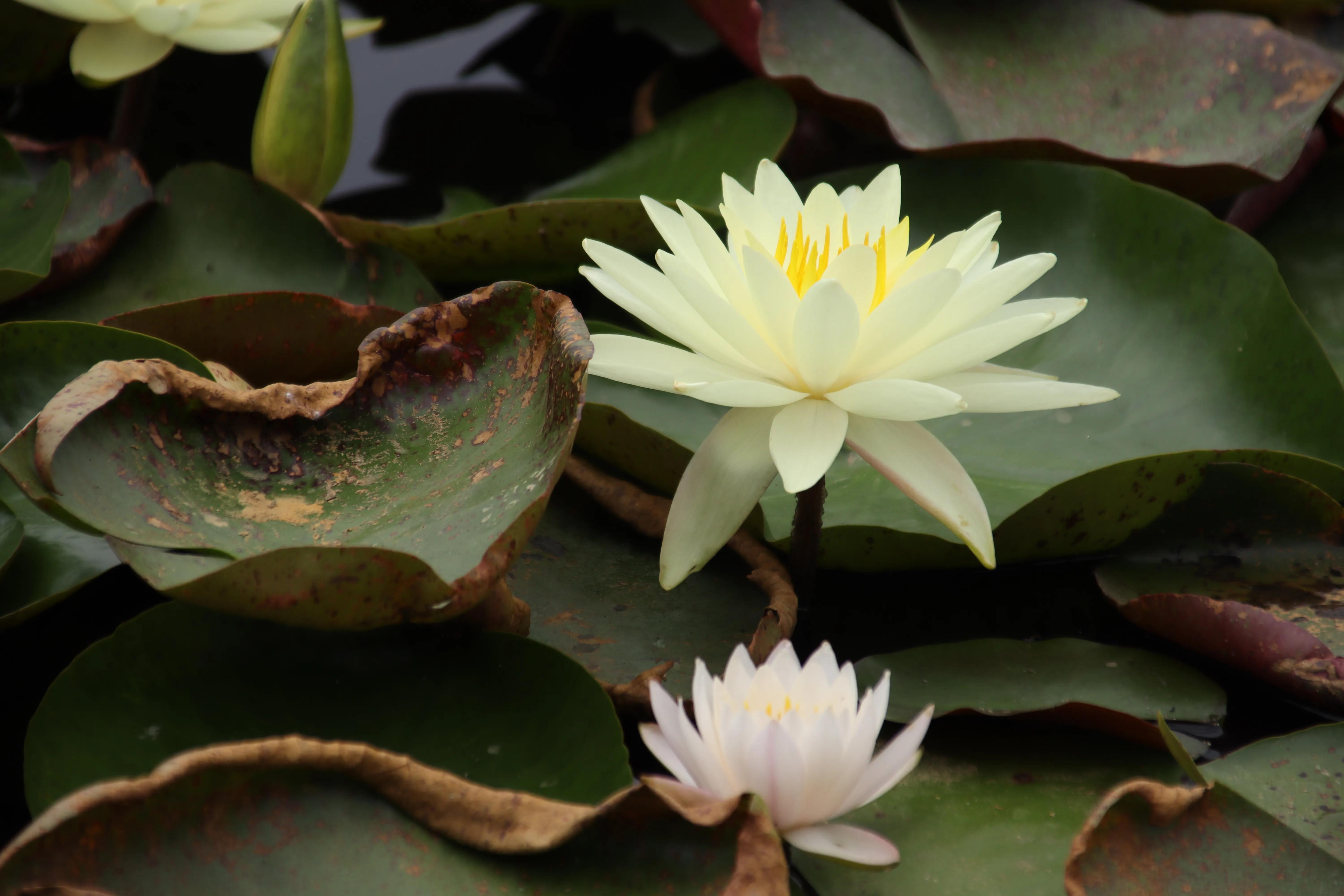 形容荷花和荷叶茂盛的诗句有哪些,描写荷花凋谢荷叶枯萎的诗句