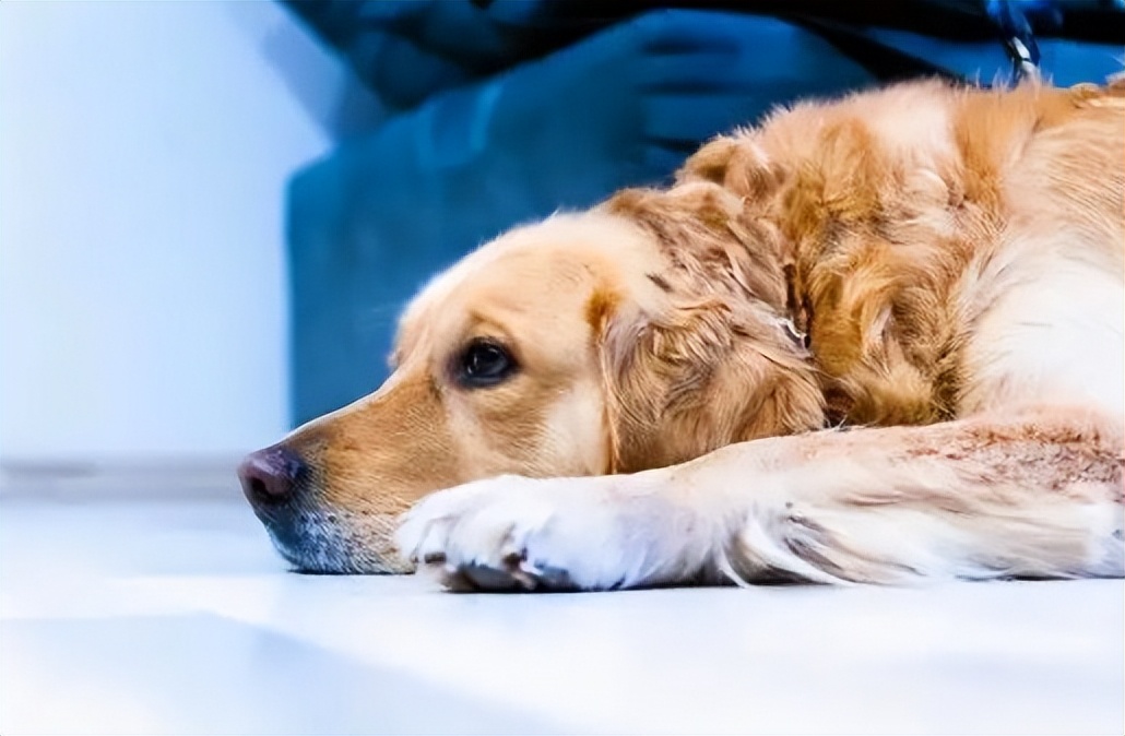 养不熟的狗处理方法,没养过狗的怎么养狗