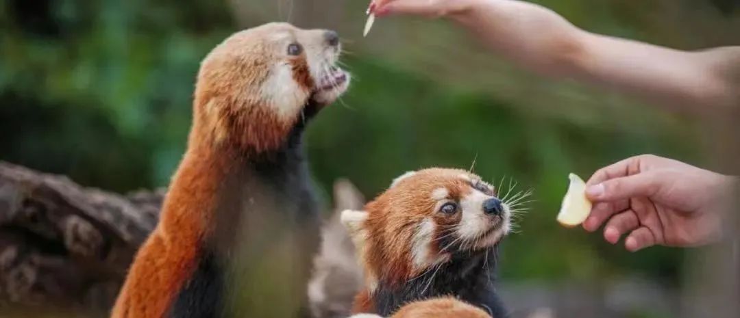 云南西双版纳风景领略异域风情,云南西双版纳真实风景