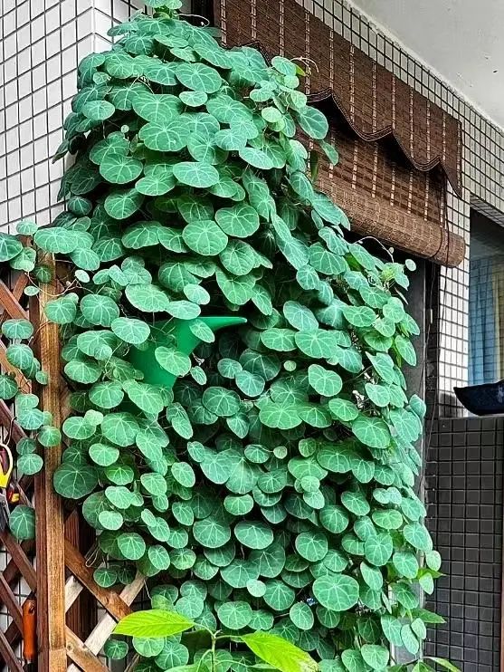 最好养的爬藤类绿植,室内爬藤绿植什么最好养