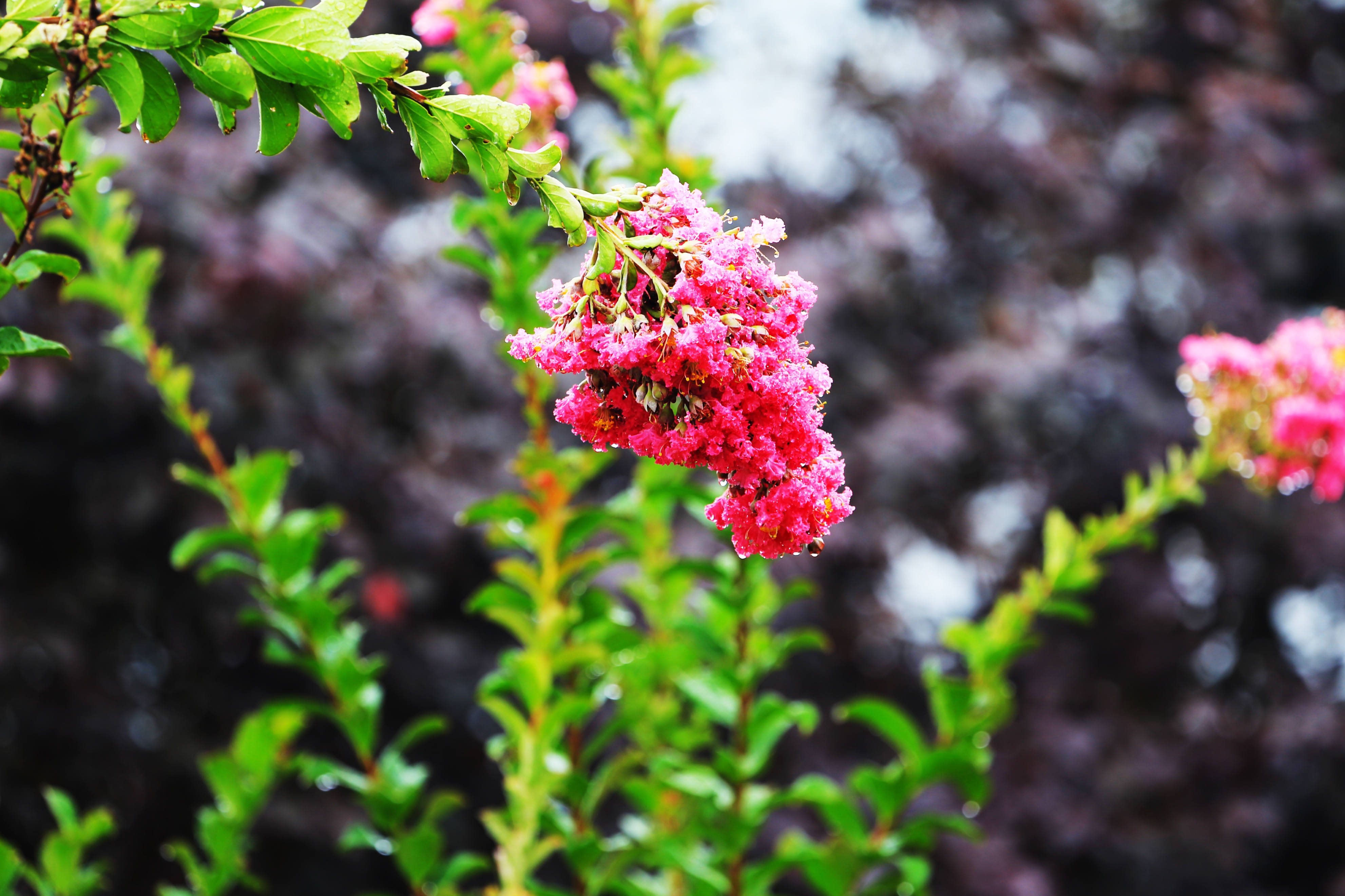 五四青年节致老青年们的图片,祝福五四青年节的图