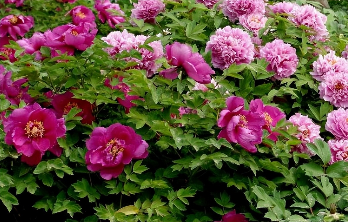 牡丹吊兰的养殖方法和注意事项,扶桑牡丹的养殖方法和注意事项