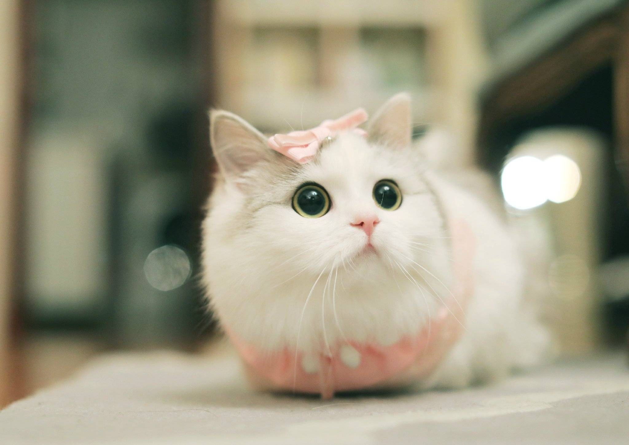 为什么猫没狗工作能力强,猫为什么不如狗那么忠诚听话呢