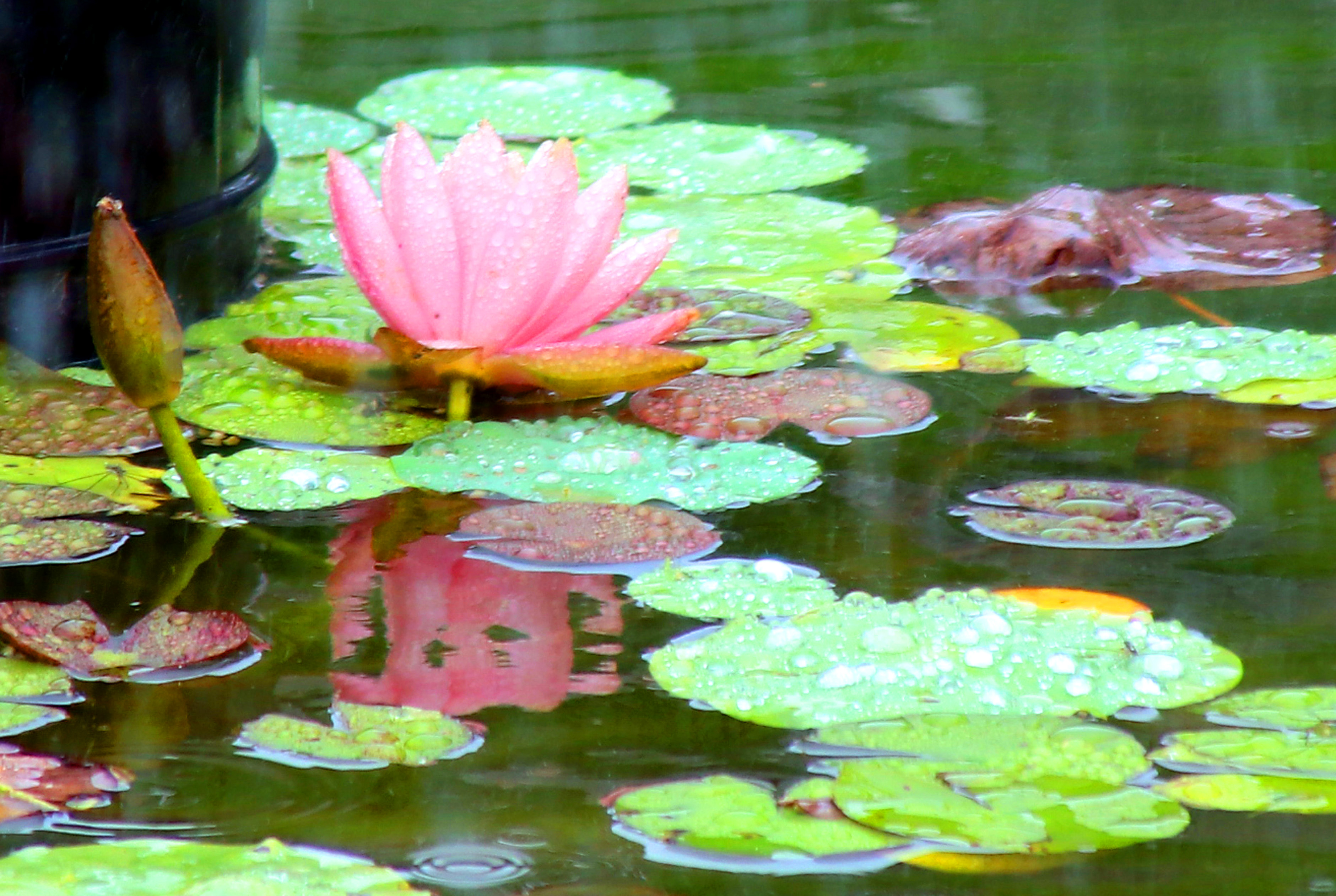 宿迁双色睡莲惊艳绽放,惊艳的睡莲