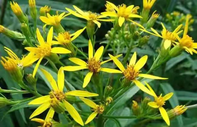 小小一野花，老人称为“明目花”，现在正当时，晒干泡茶好处多