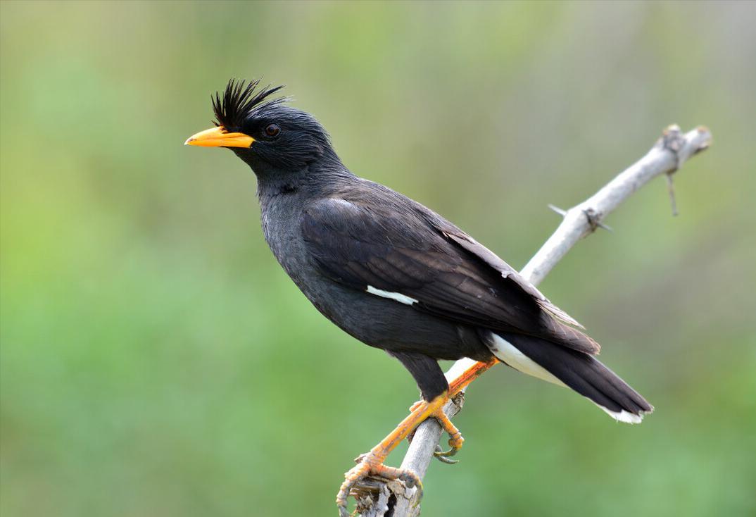 鸟儿大全高清图,高清珍稀鸟动态图片大全