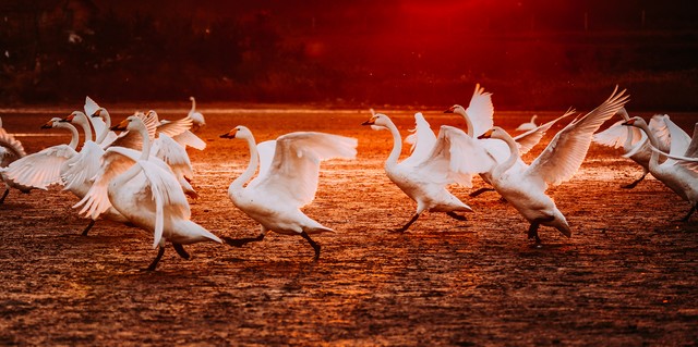 列子寓言故事朗诵,列子寓言完整原文