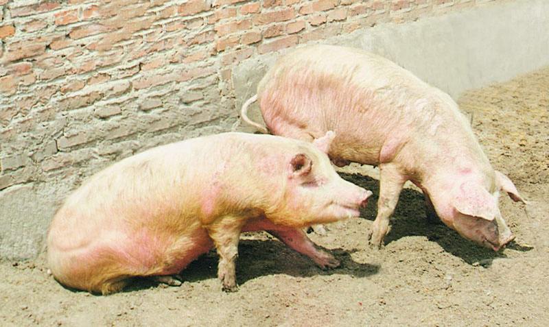 猪得了口蹄疫可以打口蹄疫苗吗,猪打口蹄疫苗后感染口蹄疫怎么办