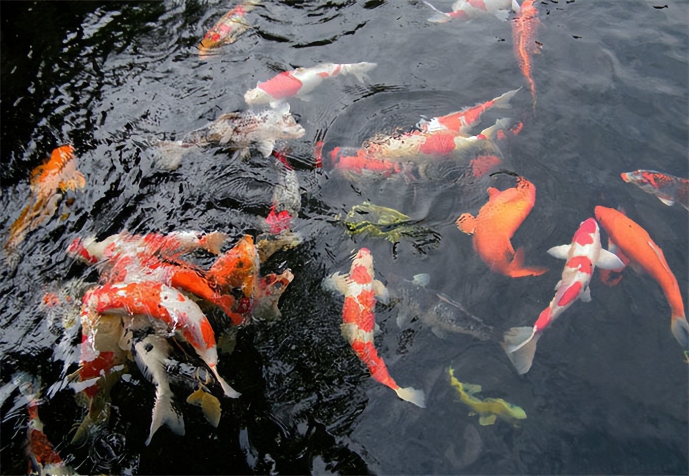 锦鲤鱼正常喂养,锦鲤鱼喂养方法如下