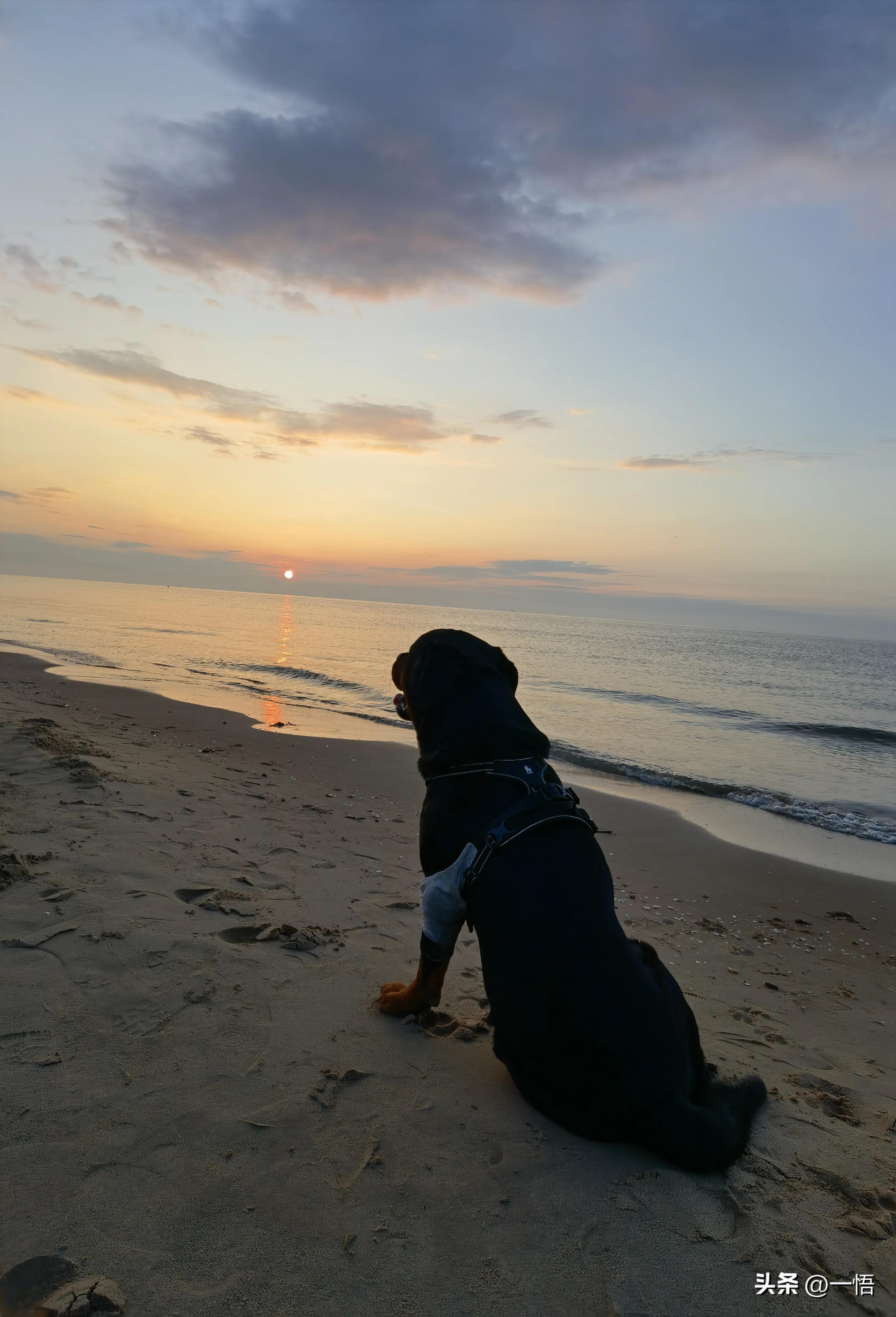 2023上海到秦皇岛承德十日游第四天：看阿那亚的海，逢犬舍的安娜