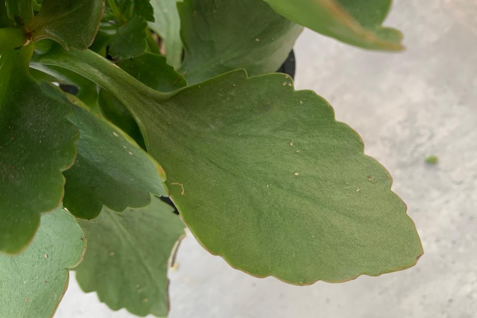 黄色重瓣长寿花的品种,金色长寿花