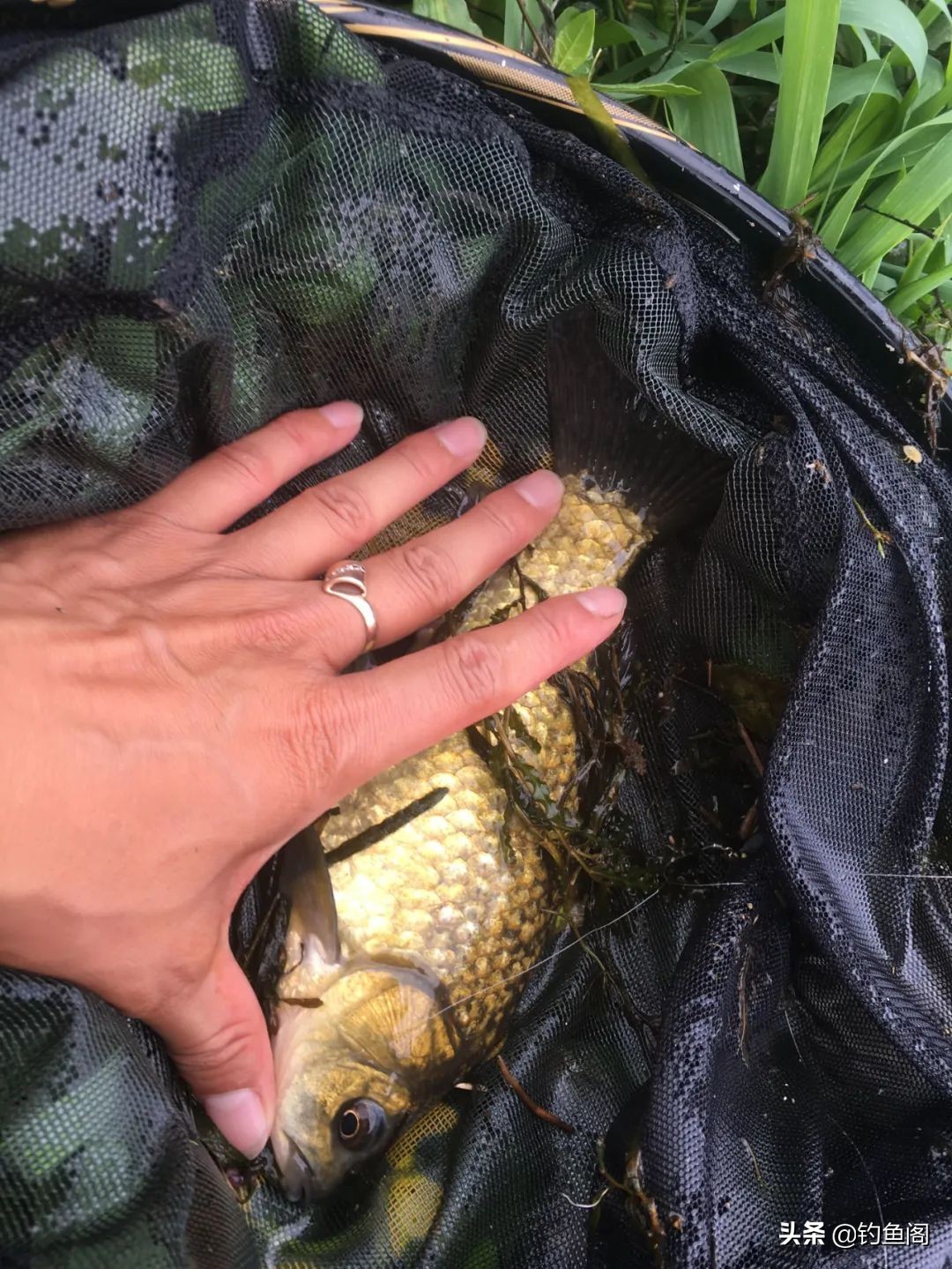 野钓不要扎堆一个人更容易爆护,野钓最容易被忽视的两个方法