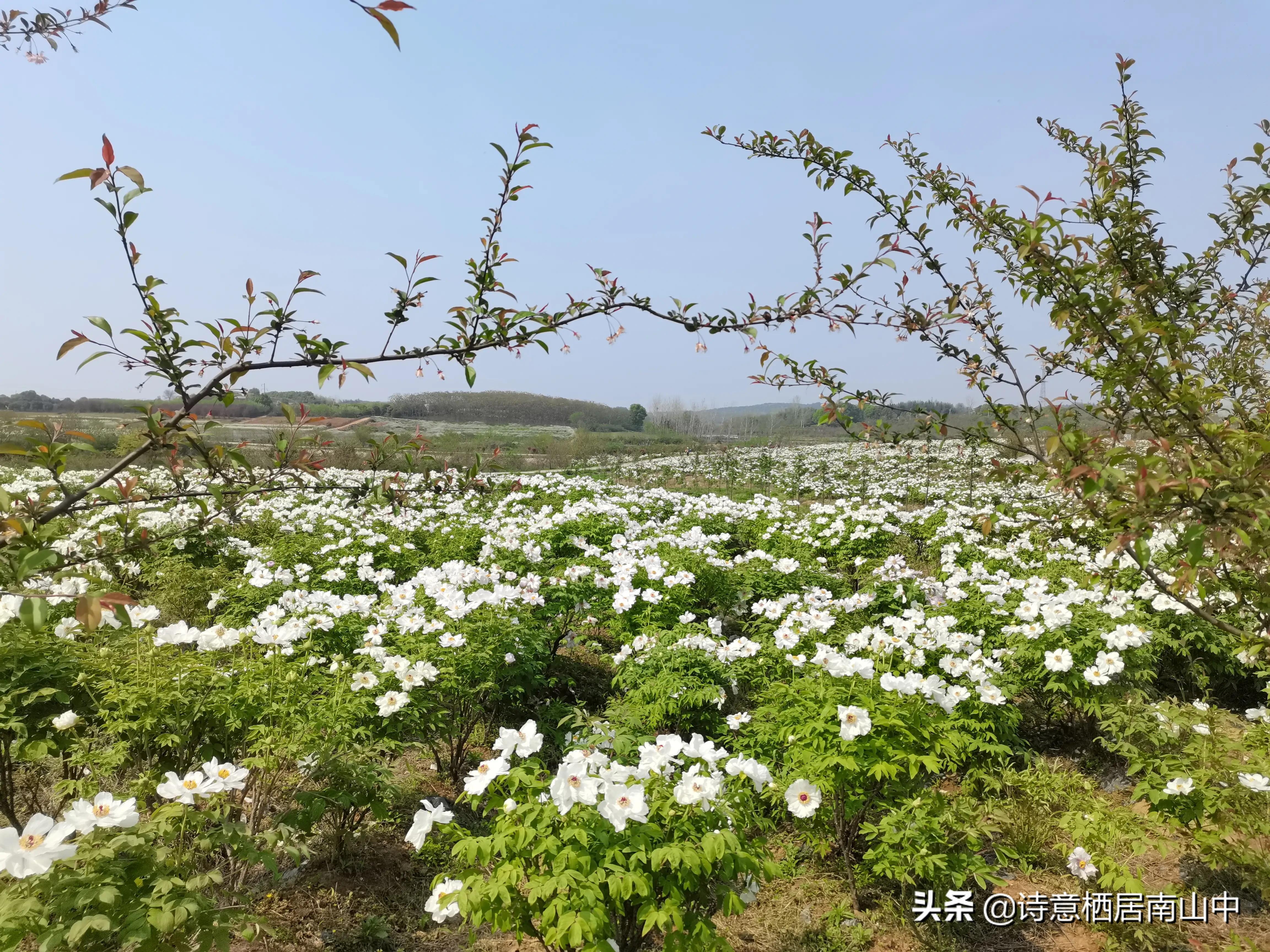 江夏鲁湖湿地公园,江夏金口鲁湖梦里田园