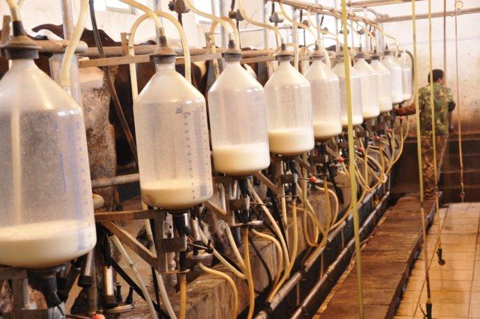 奶牛天天产奶背后的真相,奶牛怎么不停产奶