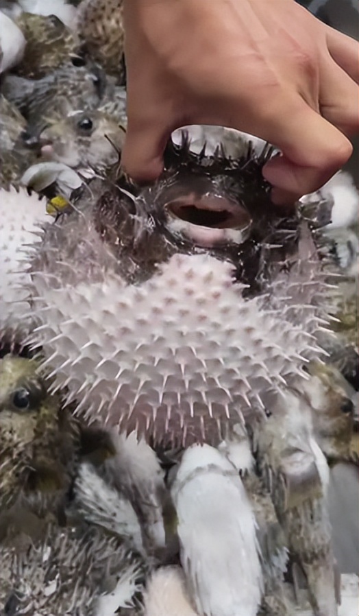 文胸、高尔夫、炮弹、珍珠、*物文**，盘点这些从动物肚里发现的东西