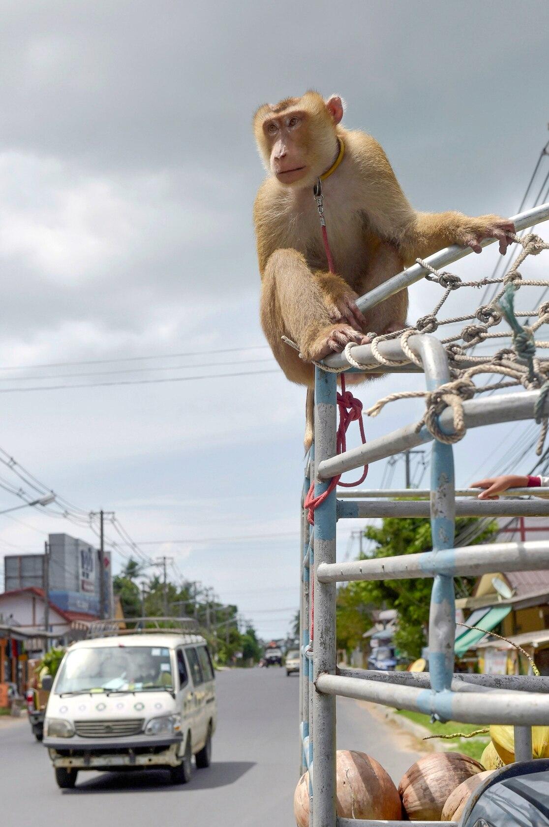 云南所有稀有动物猴子,云南稀有野生动物猴子