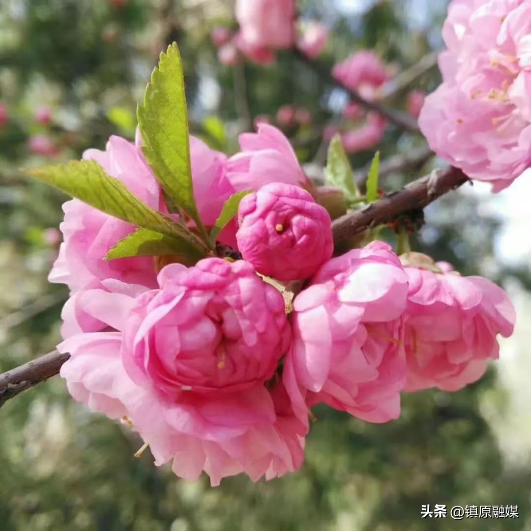 愿一切美好四月如期而至,走进四月愿所有美好如期而至