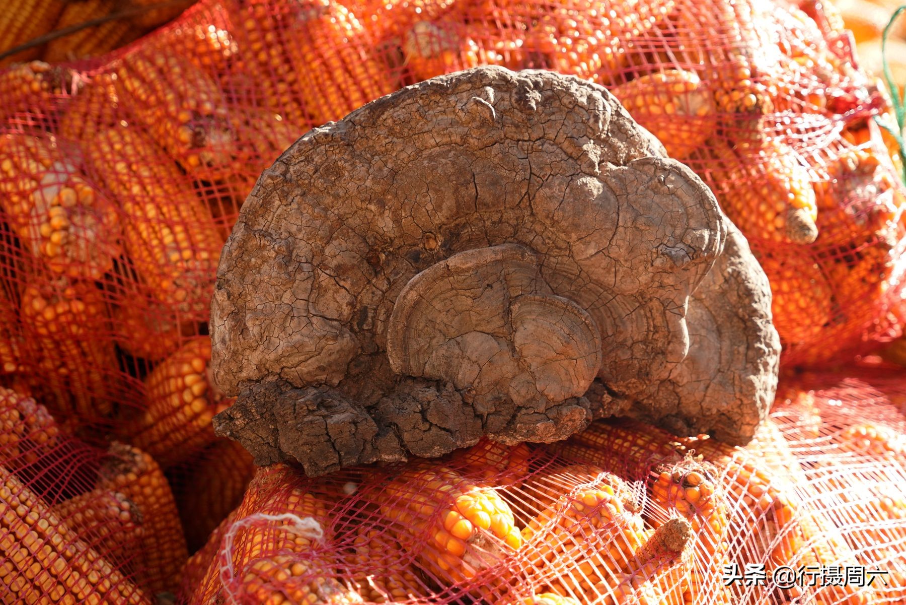 野生灵芝2000多一斤,农民山上发现超大灵芝