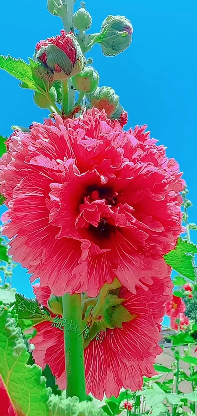 蜀葵花唯美大图片,世上最美的蜀葵花图片图文