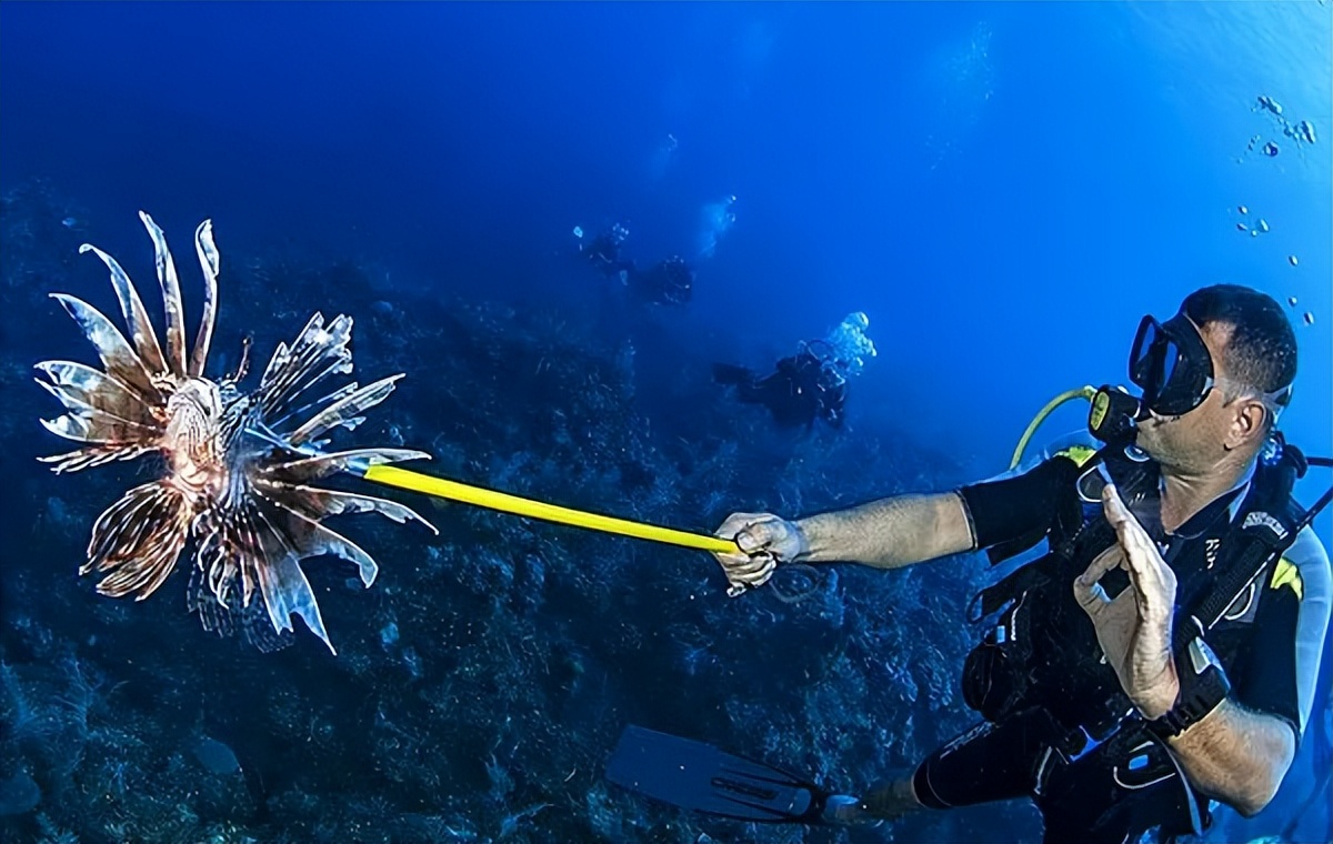 各大潜水胜地的猎人都动起来了，为何他们非要杀死这条华丽的鱼？