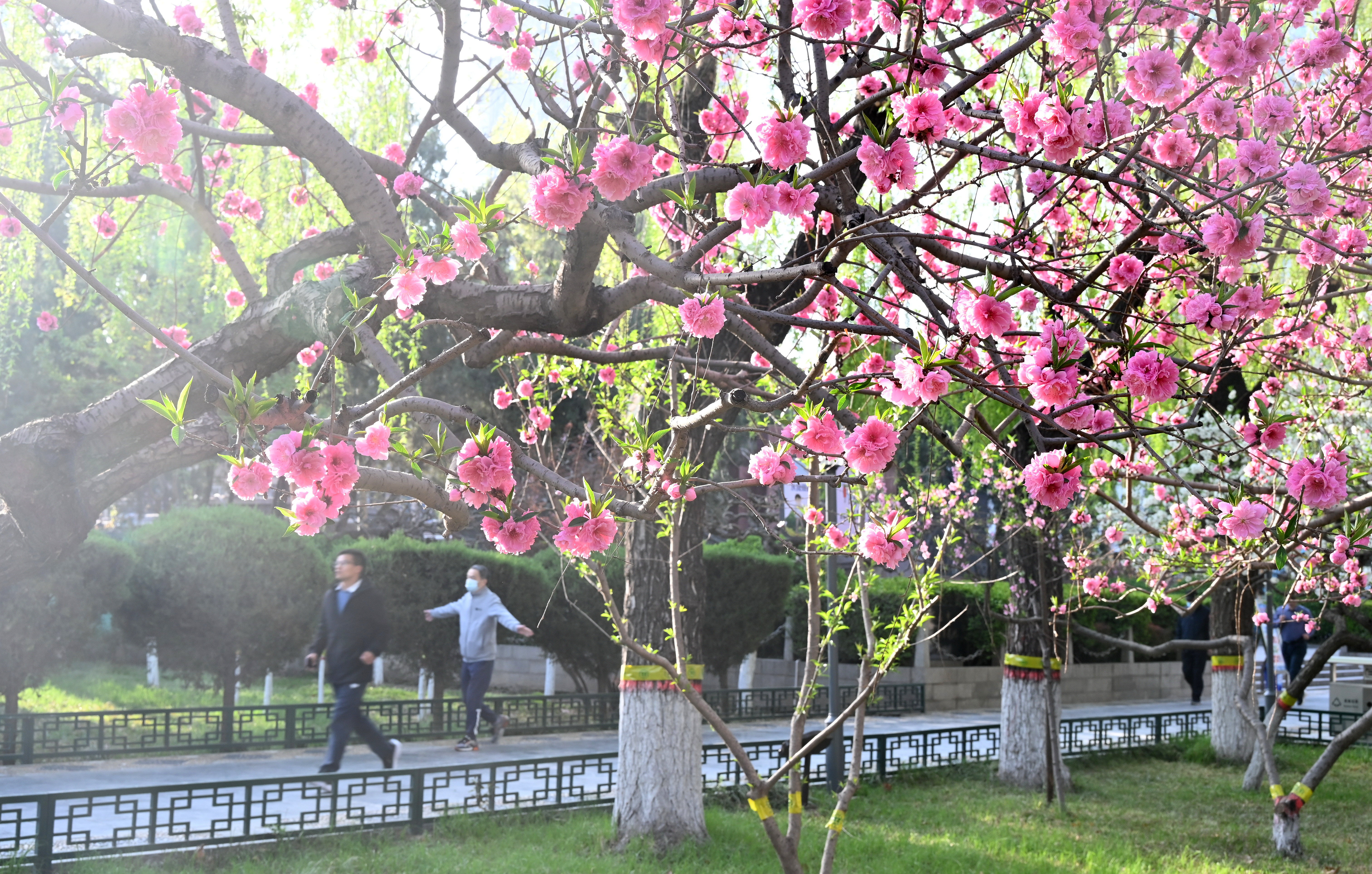 福彩赏花|大美碧桃:灼灼其华宜其室家