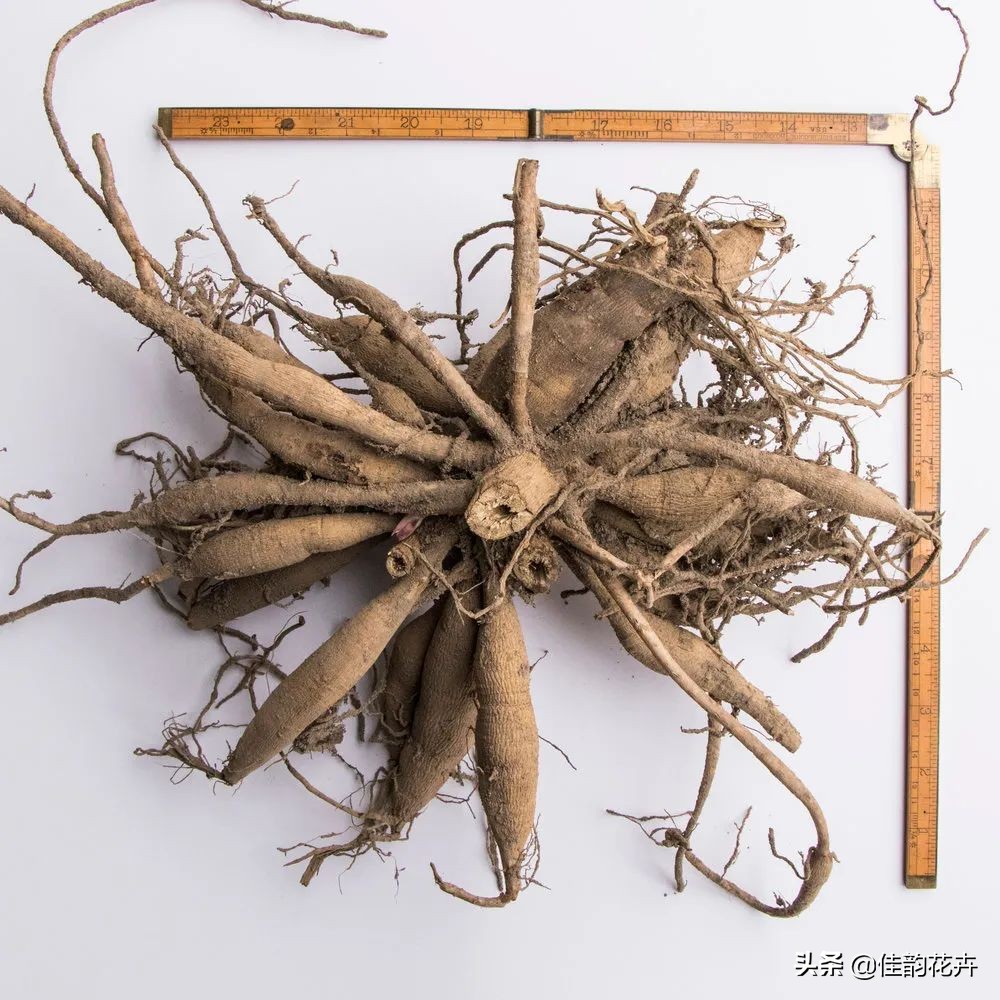 花卉绿植扦插繁殖方法视频播放,各种花卉的扦插视频教程