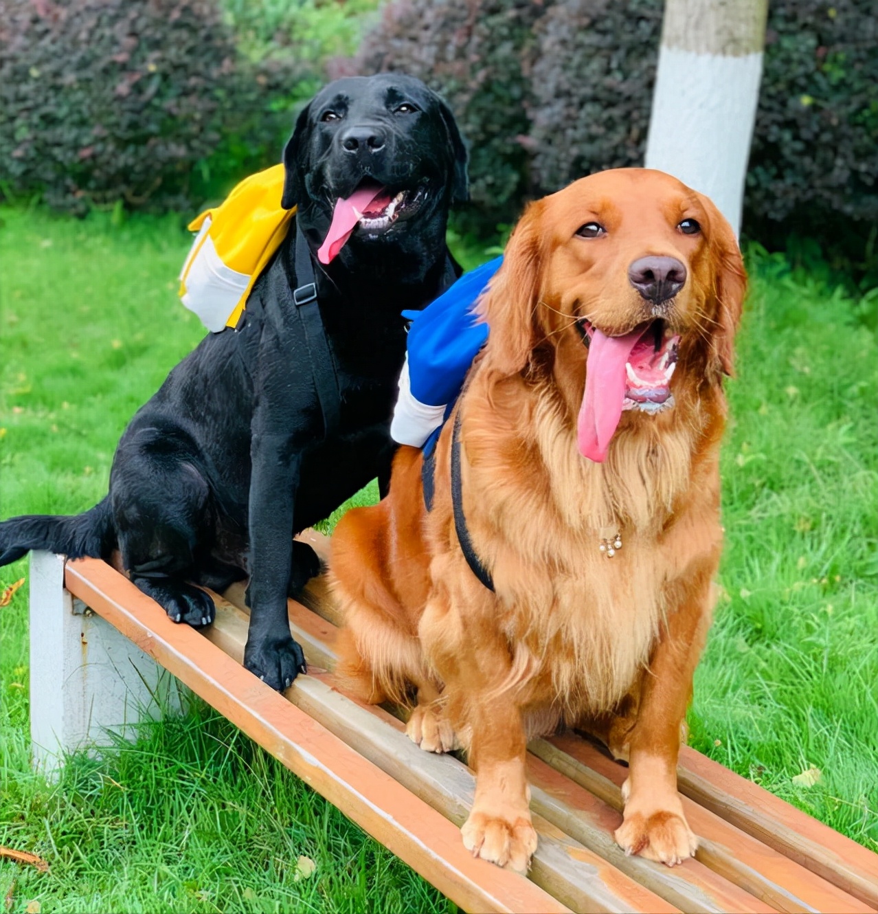 金毛对比拉布拉多哪个好,金毛vs柯基优缺点