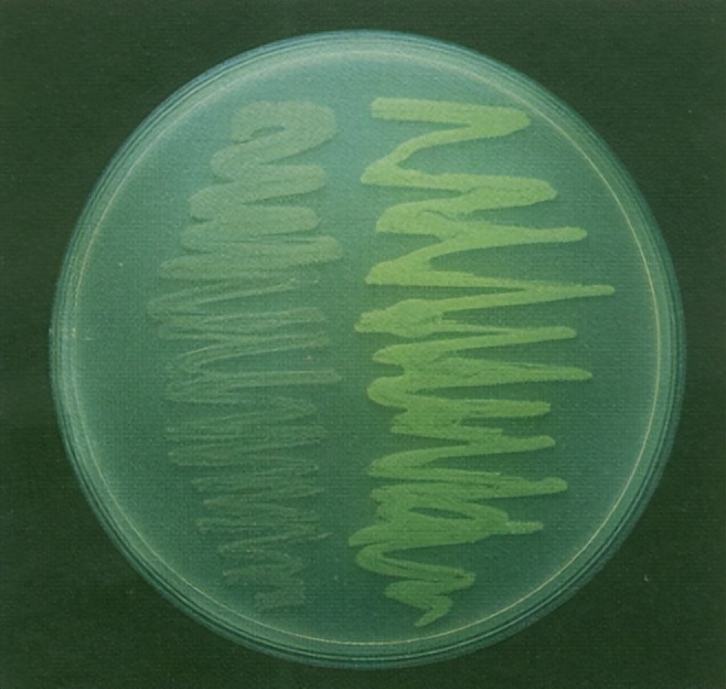 要永远相信光！借1.6亿年前的微光，3个人点亮了这个世纪