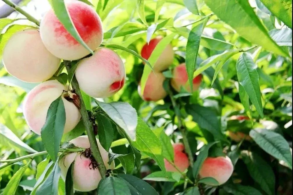 黑龙江有多美好图片,记忆中的黑龙江图片