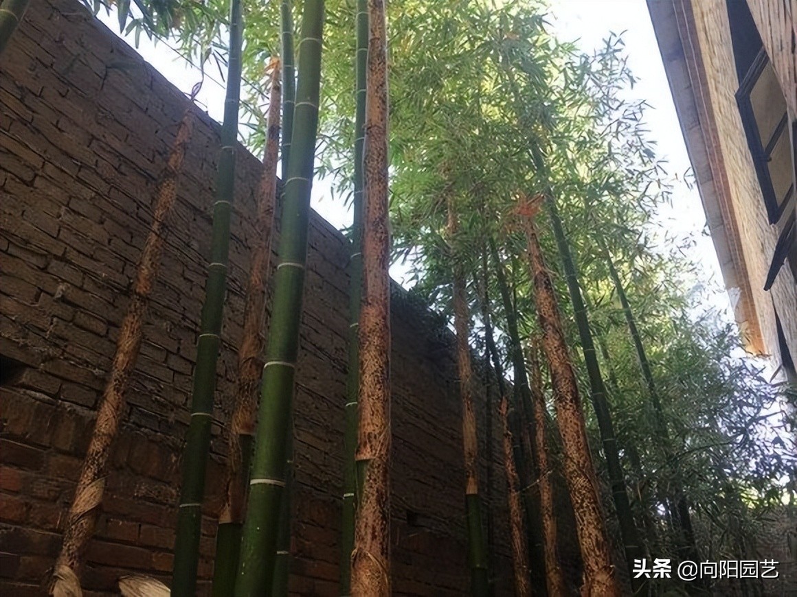 庭院种植竹子需要注意什么,小院后花园种植竹子注意什么