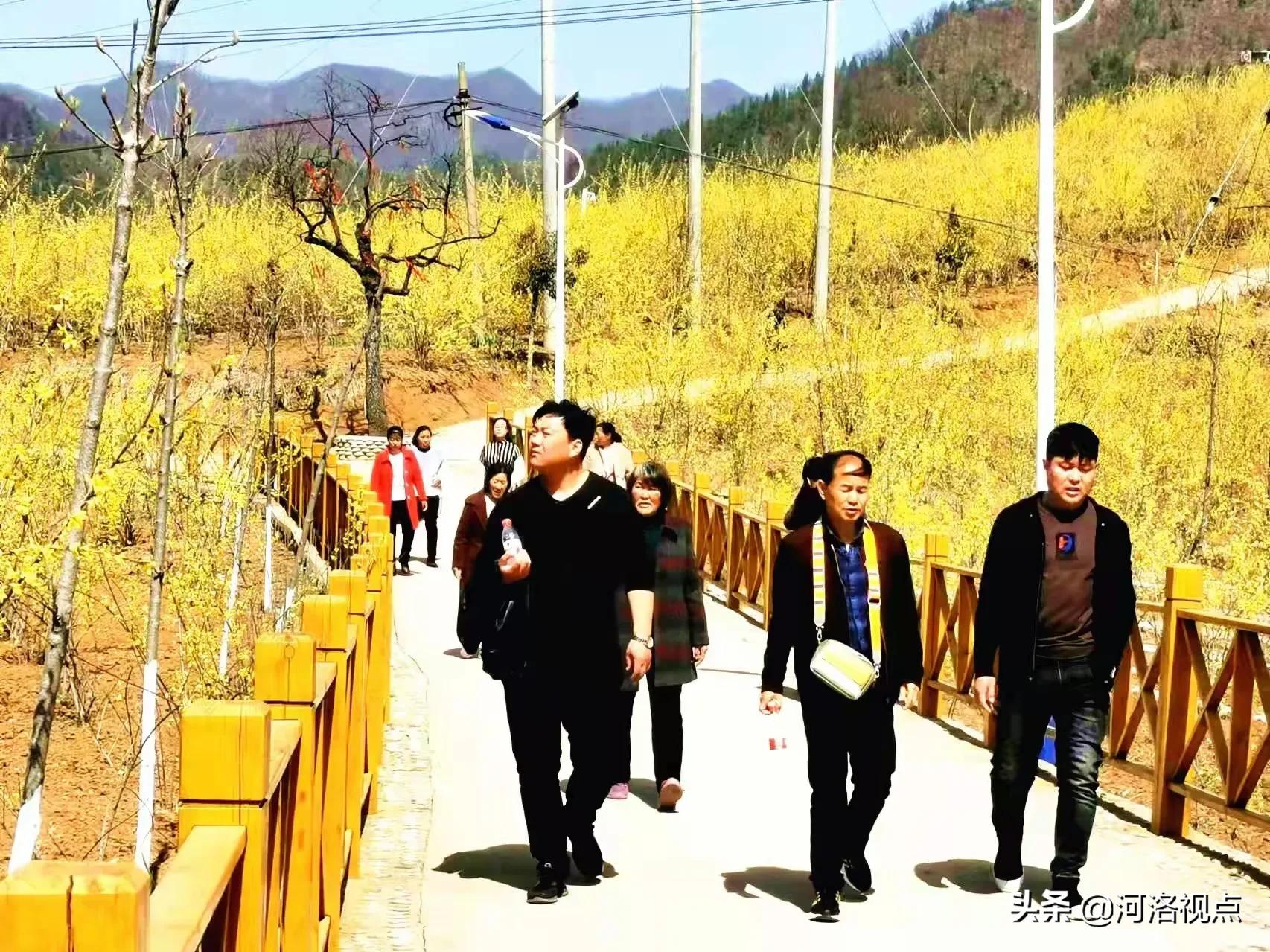 卢氏连翘最大培育基地,连翘第一县卢氏