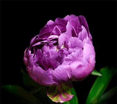 母亲节诗词精选,母亲节古诗词59字