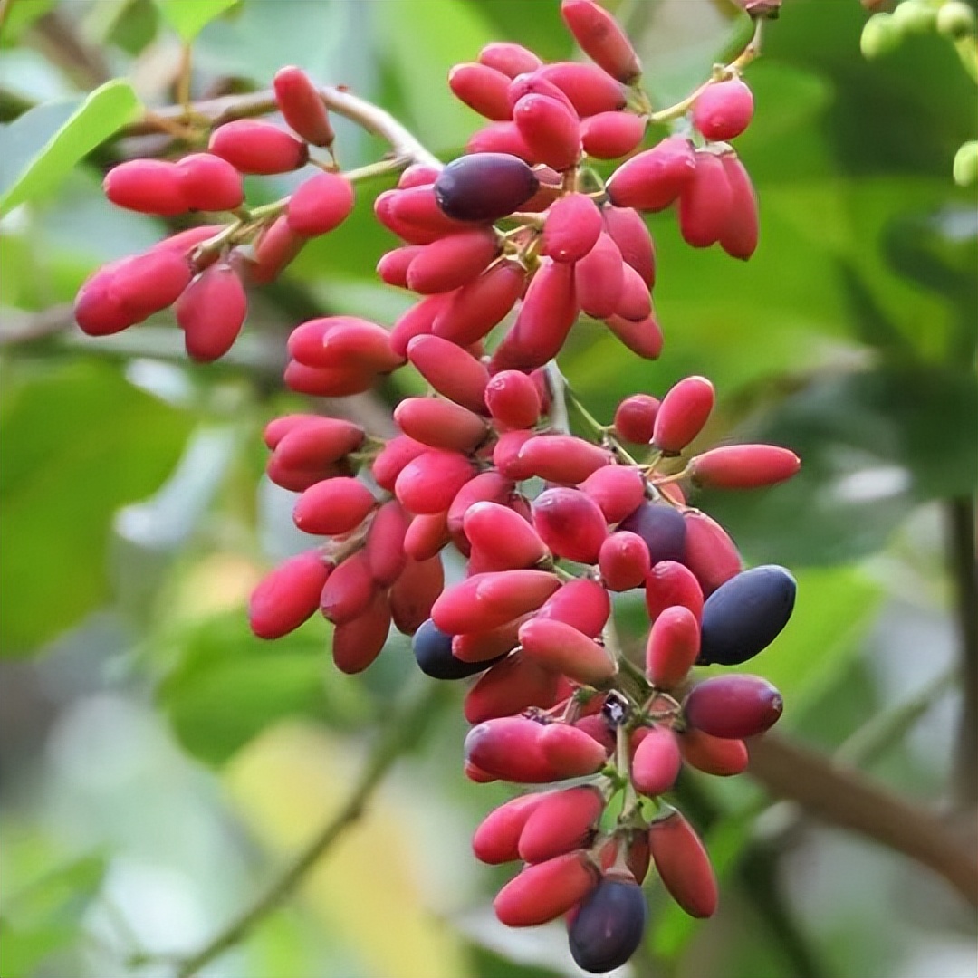 坪山景色,坪山有什么风景