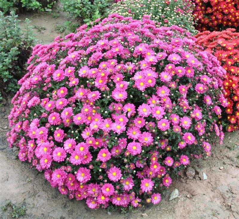 菊花丧葬,丧葬用的菊花是哪种