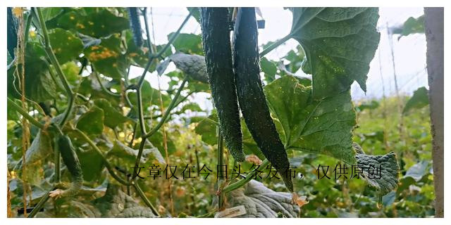 黄瓜出了什么问题,黄瓜应该怎么处理