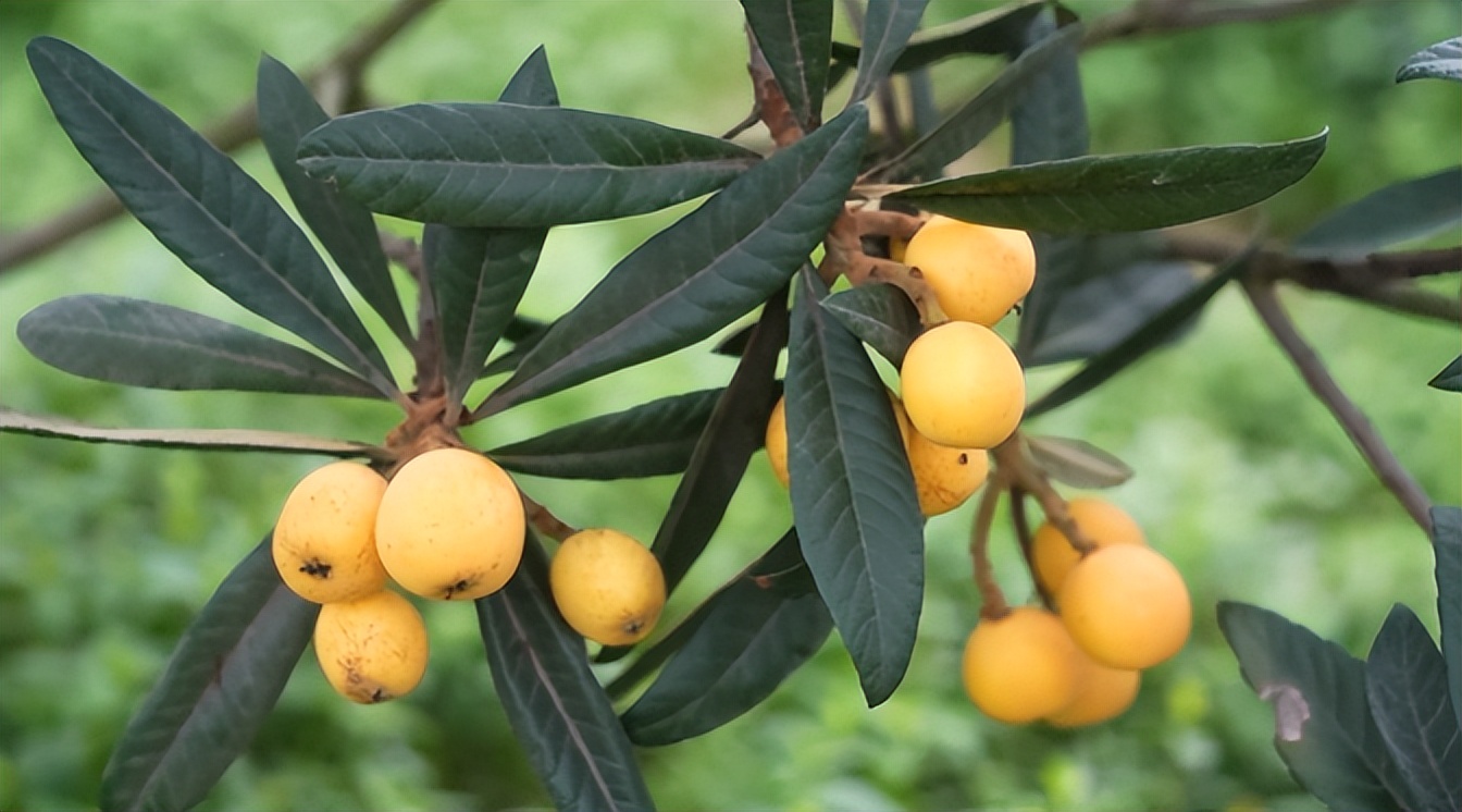 夏天的味道!房县夏日水果图鉴来啦