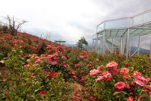 一月山茶花哪个地区最美,赏花山茶花
