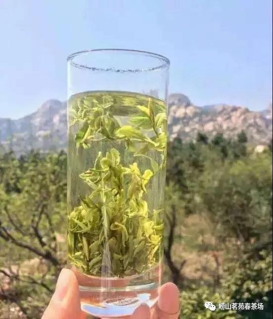 崂山绿茶最佳饮用期限,崂山绿茶适合人群