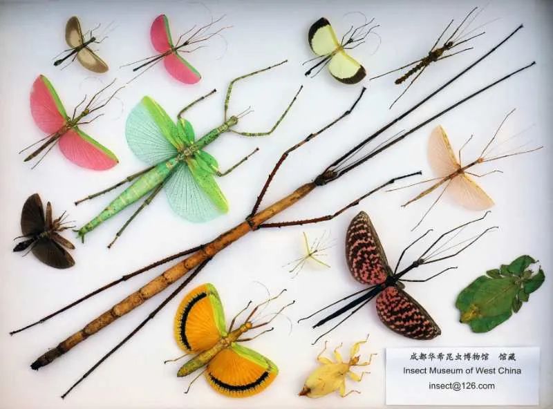 抓住秋天的尾巴！都江堰必打卡的8大晚秋好去处，步青山观烟岚云岫、入古城拾千年烟火，来过都会爱上