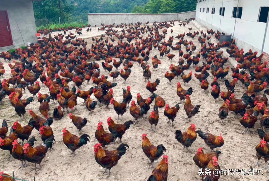 武都土特产有哪些,平武大山深处