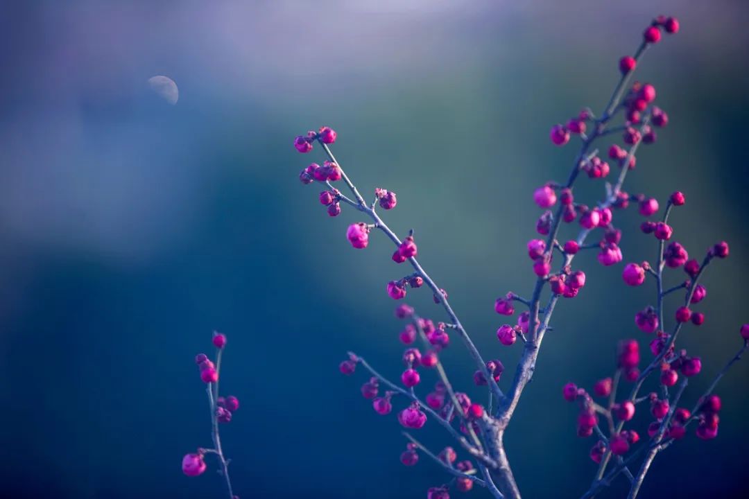 关于春天的古诗1000首,春天桃花古诗大全100首