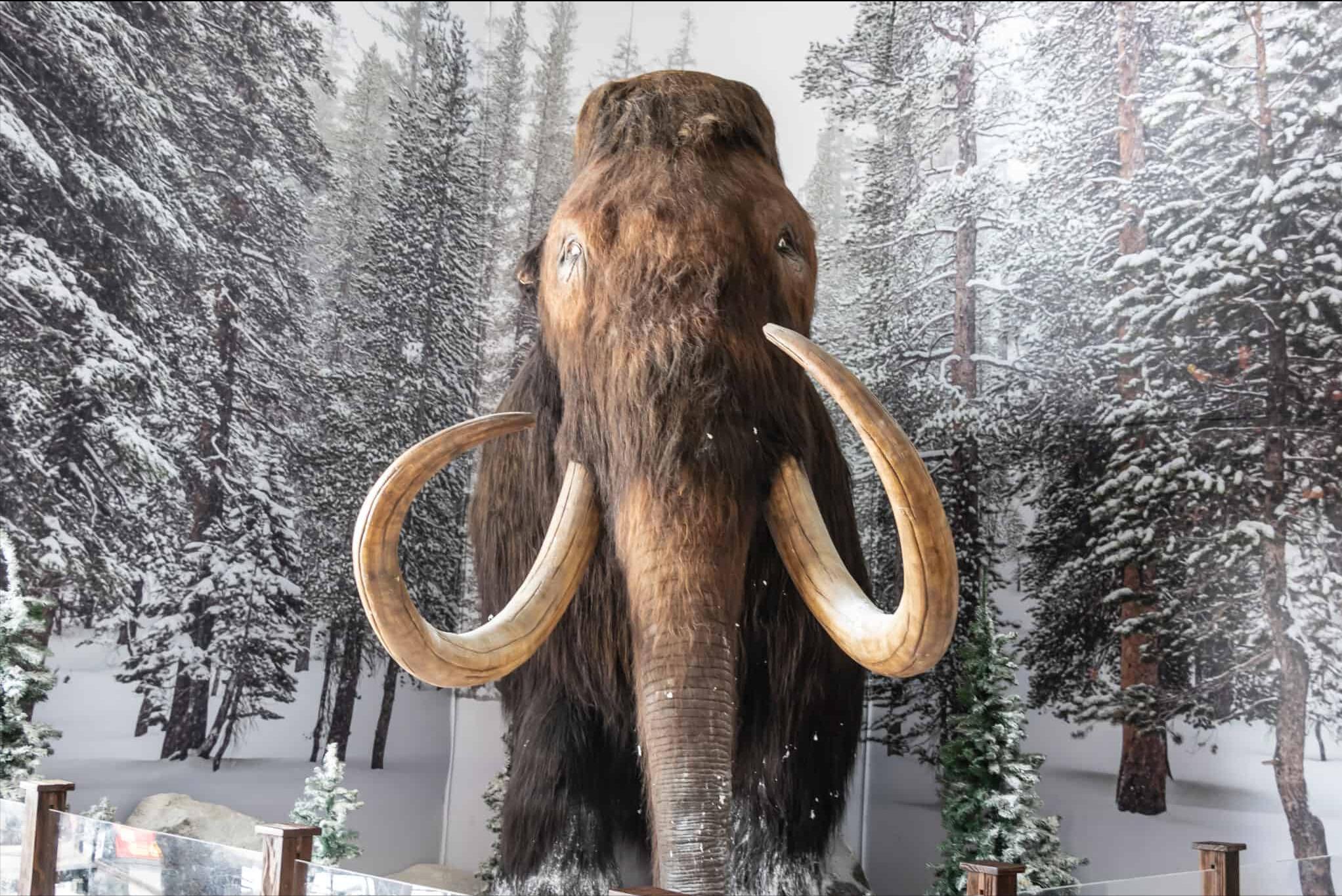 科学家复活的猛犸象怎么样了,科普如何复活一只猛犸象