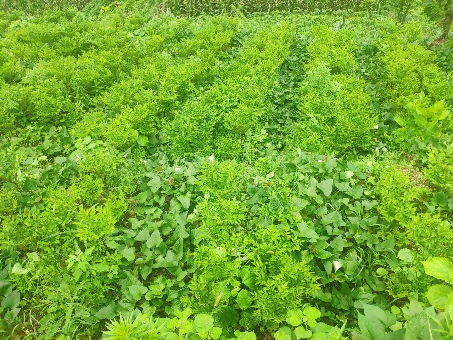 农村种魔芋木薯赚钱吗,在家种植魔芋有什么前景