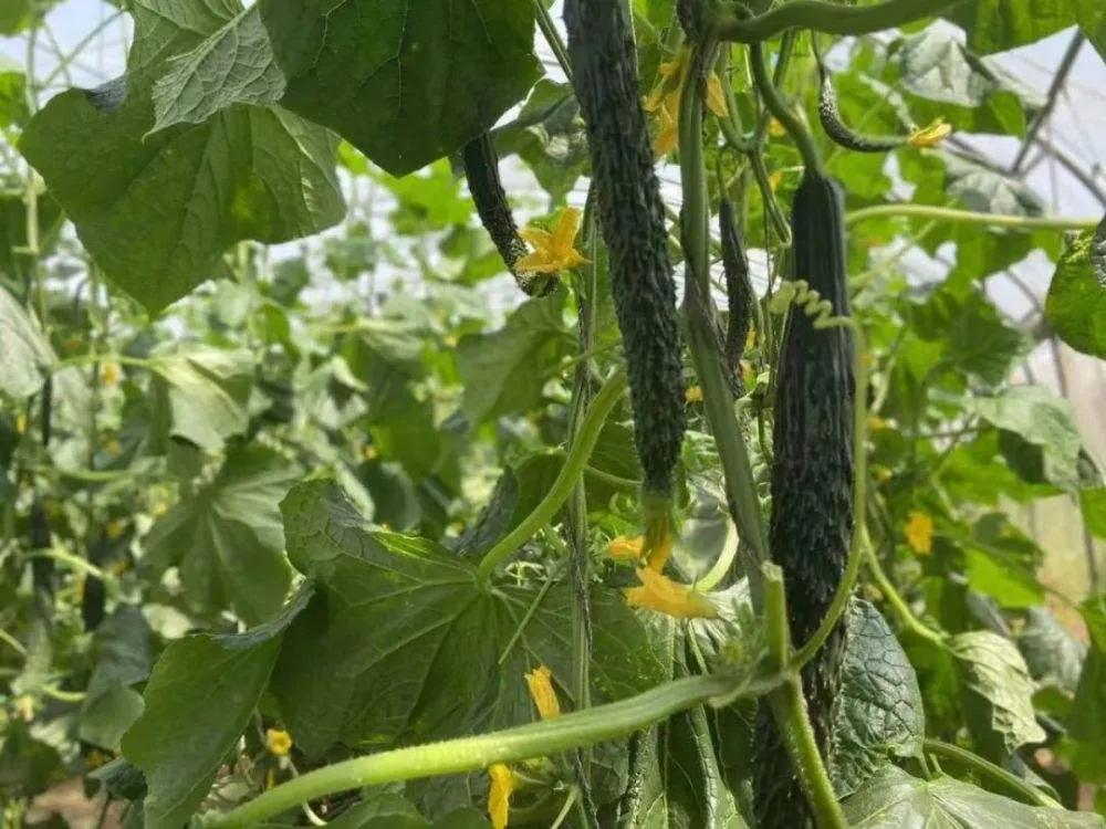 用白醋浇黄瓜的正确方法,用醋喷黄瓜有什么作用