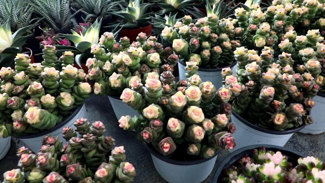 拉萨今年五一旅游多少人,五一拉萨旅游合适吗