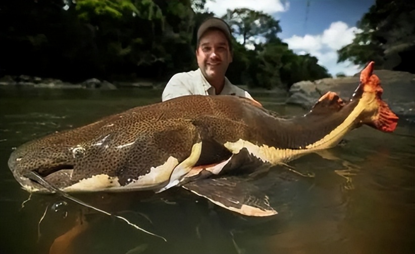 凶猛又好看的慈鲷鱼,性格温和的慈鲷鱼有哪些