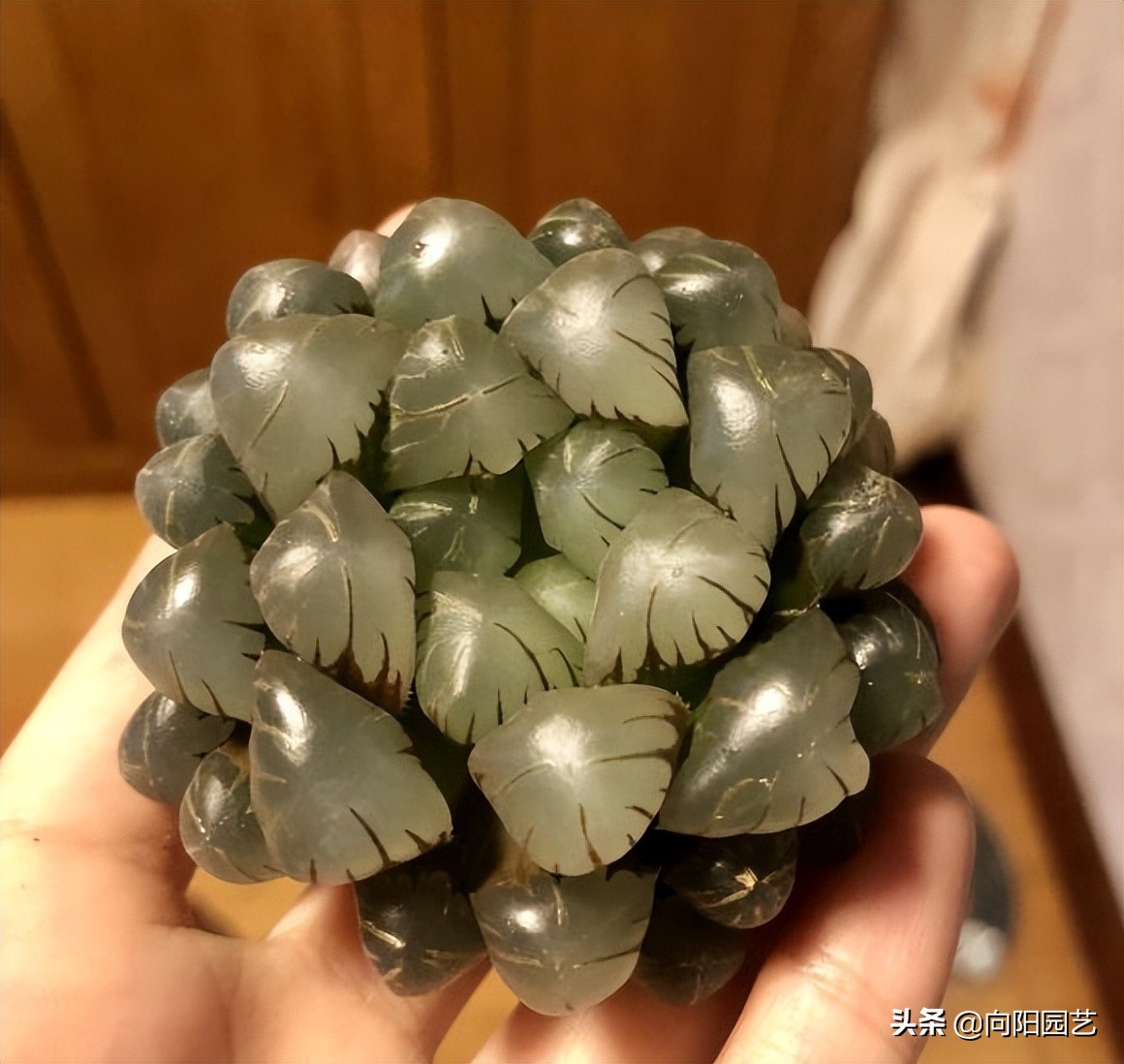 冰灯玉露照紫外线,冰灯玉露夜间发光吗