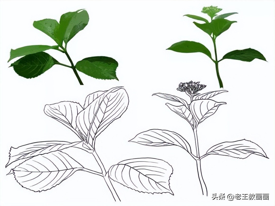 100种绘画基础入门,100幅零基础绘画教程